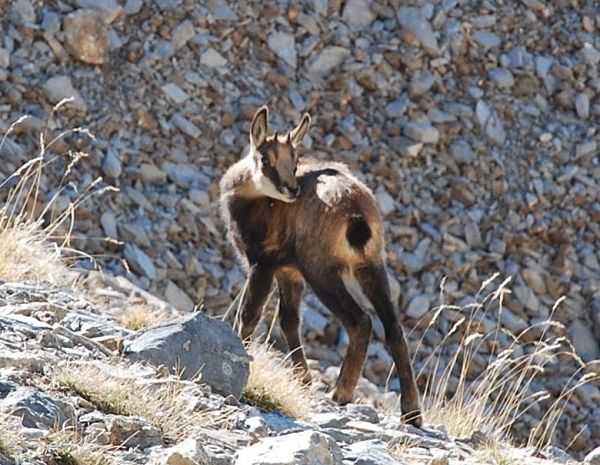 faune du mercantour haut verdon