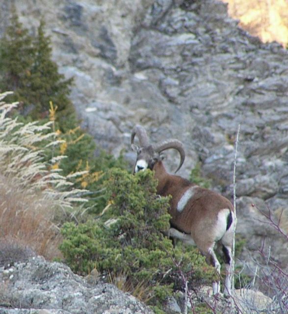  haut verdon tourisme - faune du mercantour