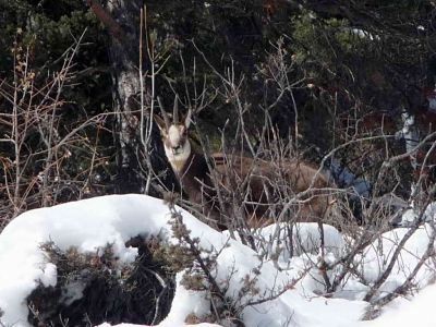 randonnee raquette val d allos