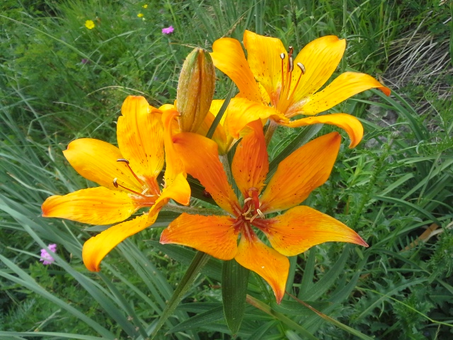 verdon tourisme - flore du mercantour